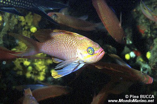 Castagnola rossa (Anthias anthias)