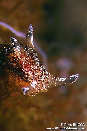 Lepre di mare (Aplysia punctata)