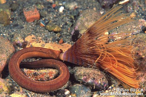 Spirografo (n.d. n.d.)