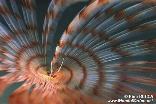 Verme pavone (Sabella penicillus)