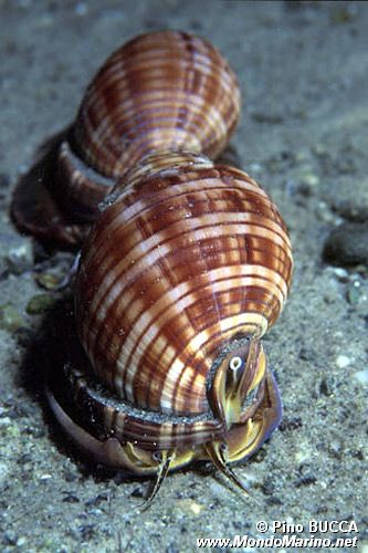 Casside (Phalium granulatum)