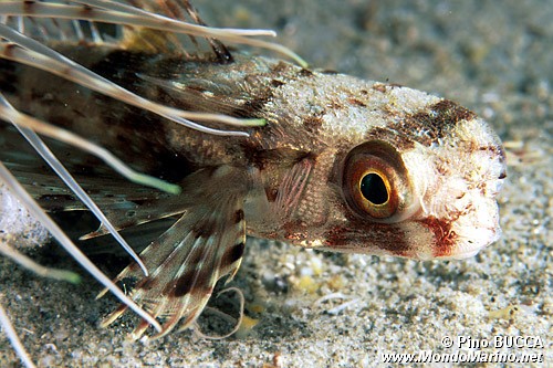 Pesce civetta (Dactylopterus volitans)