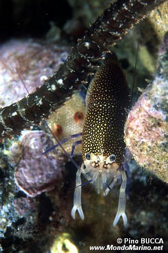 Gambero vinaio (Gnathophyllum elegans)