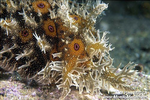 Bursatella (Bursatella leachi)