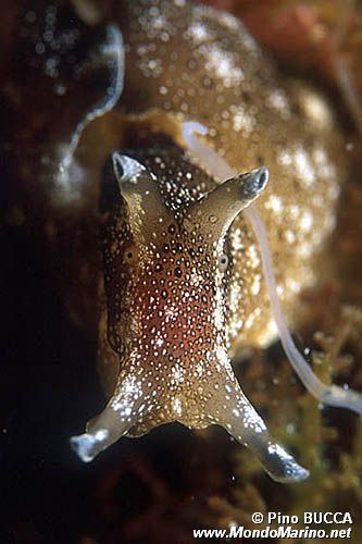 Lepre di mare (Aplysia punctata)