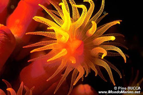Madrepora arancione (Astroides calycularis)