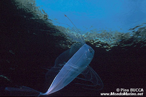 Pesce nastro (Trachipterus trachypterus)