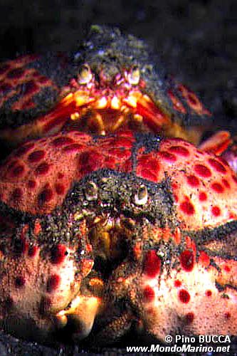 Granchio melograno (Calappa granulata)