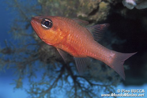 Re di triglie (Apogon imberbis)