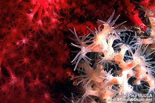 Falso corallo nero (Gerardia savaglia)