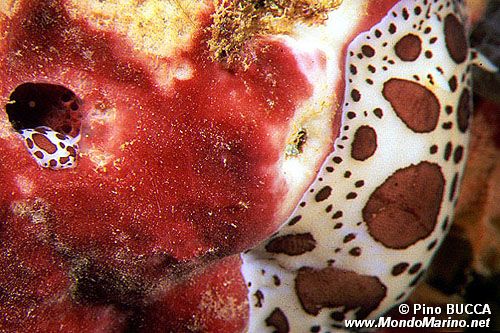 Vacchetta di mare (Discodoris atromaculata)