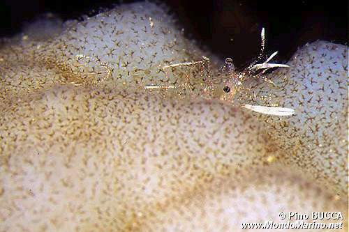 Periclimenes (Periclimenes sp.)