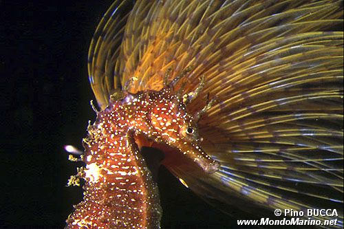 Cavalluccio marino (Hippocampus guttulatus)