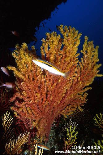 Gorgonia rossa (Paramuricea clavata)