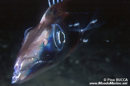 Pesce sciabola (Lepidopus caudatus)