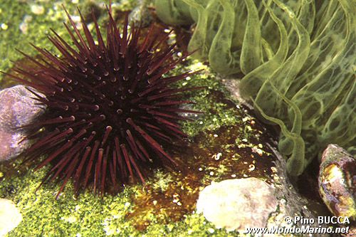 Riccio femmina (Paracentrotus lividus)