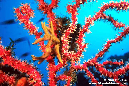 Gorgonia rossa falsa (Parerythropodium coralloides)