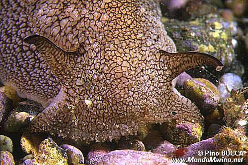 Pleurobranchea (Pleurobranchaea meckelii)