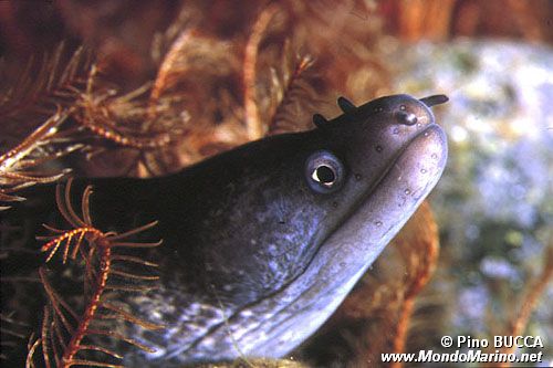 Murena (Muraena helena)