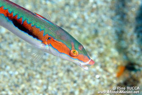 Donzella (Coris julis)