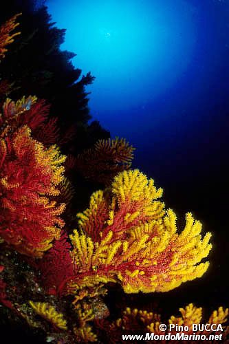 Gorgonia rossa (Paramuricea clavata)