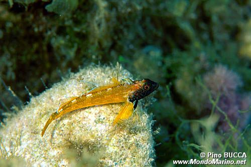 Peperoncino giallo (Tripterygion delaisi)