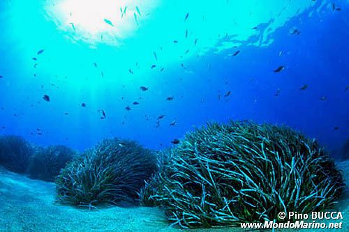 Posidonia (Posidonia oceanica)