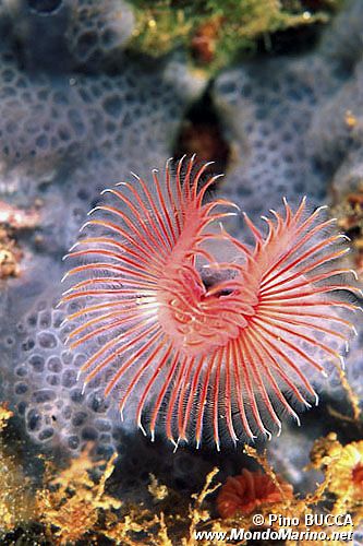 Serpula (Serpula vermicularis)