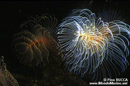 Spirografo (Sabella spallanzanii)