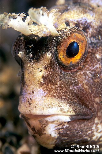 Bavosa occhiuta (Blennius ocellaris)