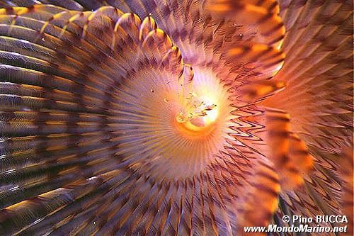 Spirografo (Sabella spallanzanii)