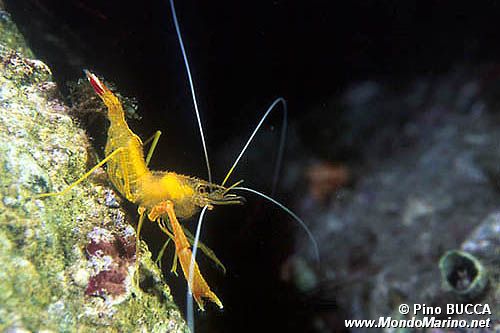 Gambero meccanico (Stenopus spinosus)