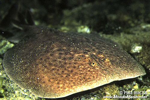 Torpedine marezzata (Torpedo marmorata)