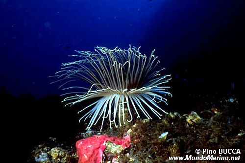 Cerianto (Cerianthus membranaceus)