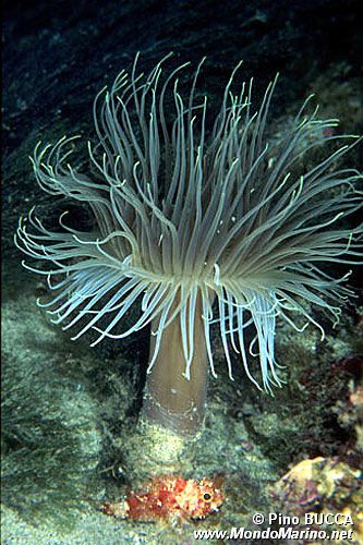 Cerianto (Cerianthus membranaceus)