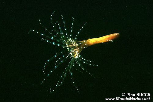 Cerianto (Cerianthus membranaceus)