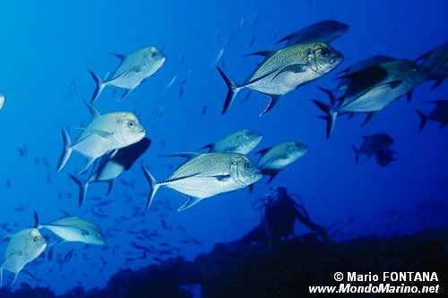 Carangide (Caranx lugubris)