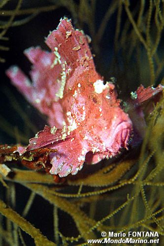 Pesce foglia (Taenianotus triacanthus)