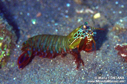 Squilla arcobaleno (Odontactylus scyllarus)