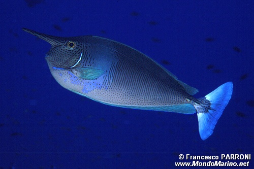 Pesce chirurgo unicorno (Naso brevirostris)