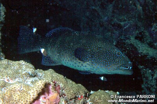 Cernia tropicale (Cephalopholis argus)