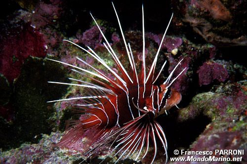 Pesce cobra (Pterois radiata)