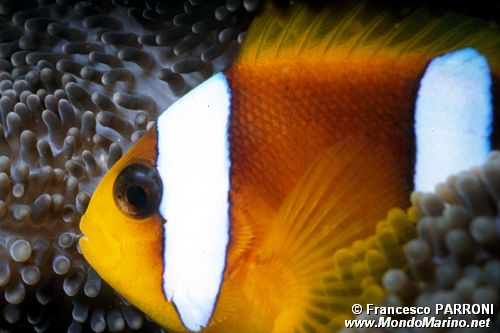Pesce pagliaccio (Amphiprion bicinctus)