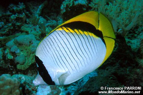 Pesce farfalla (Chaetodon auriga)