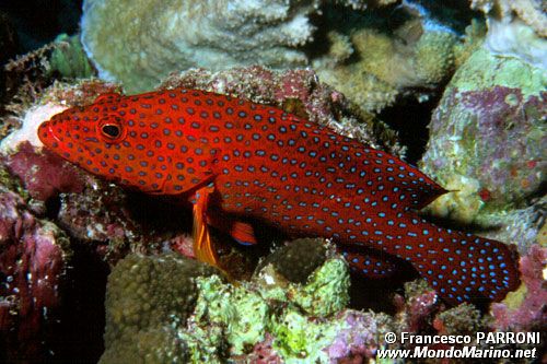 Cernia miniata (Cephalopholis miniata)