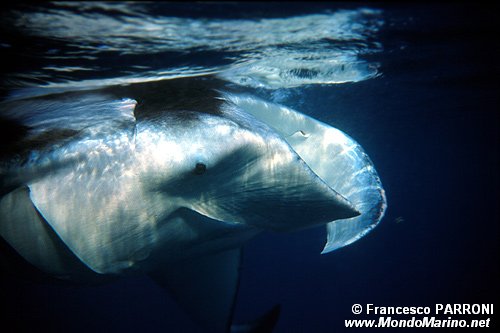 Manta (Manta birostris)