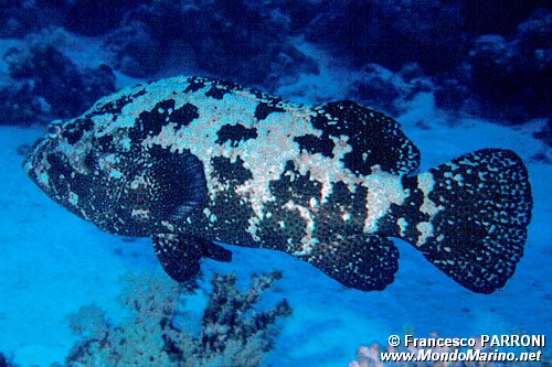 Cernia marmorizzata (Epinephelus polyphekadion)