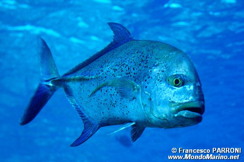 Carango pinne blu (Caranx melanpygus)