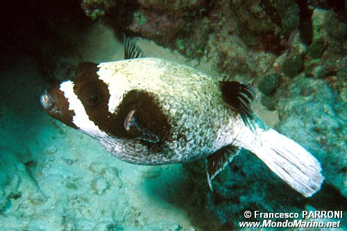 Pesce palla mascherato (Arothron diadematosus)