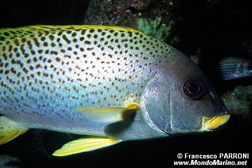 Gaterino tropicale (Plectorhinchus gaterinus)
